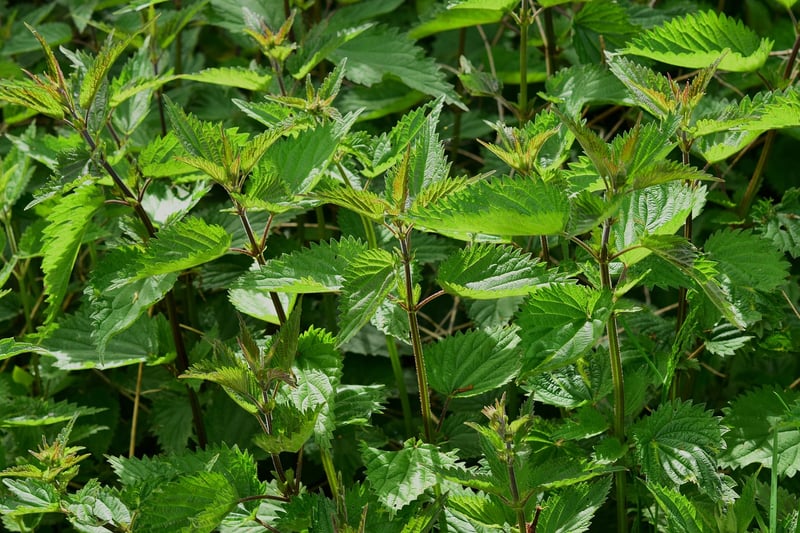 Fresh Herbs